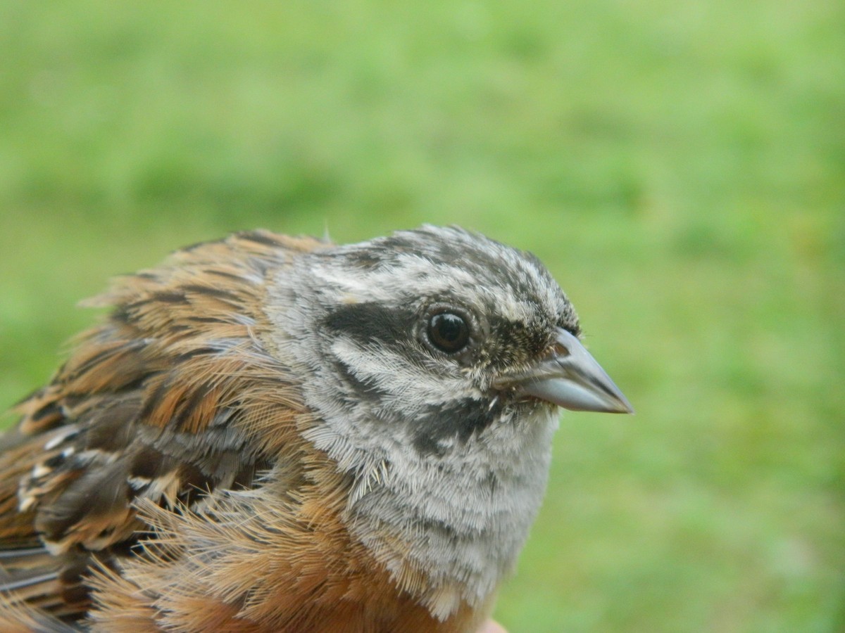Rock Bunting - ML646313440