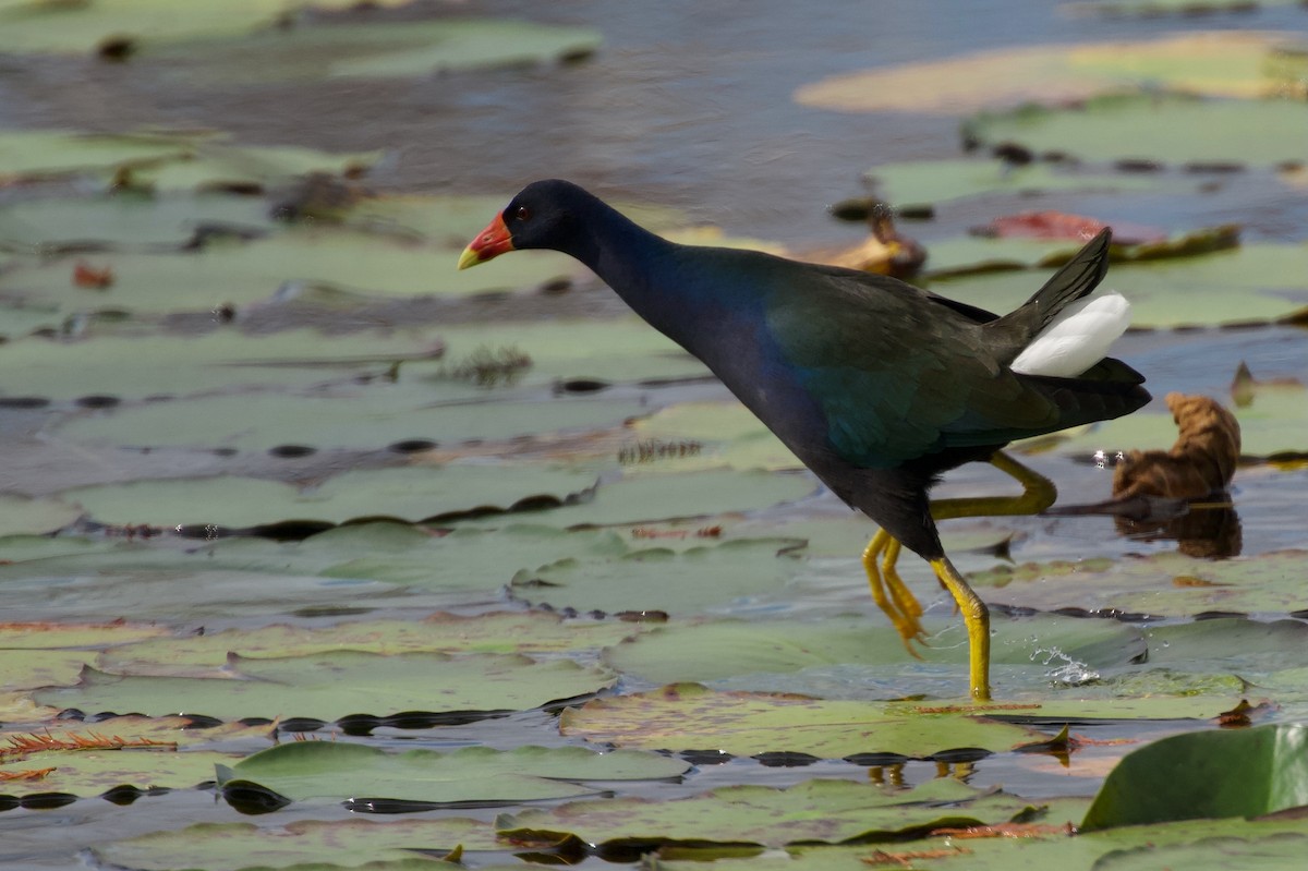 Purple Gallinule - ML646313441