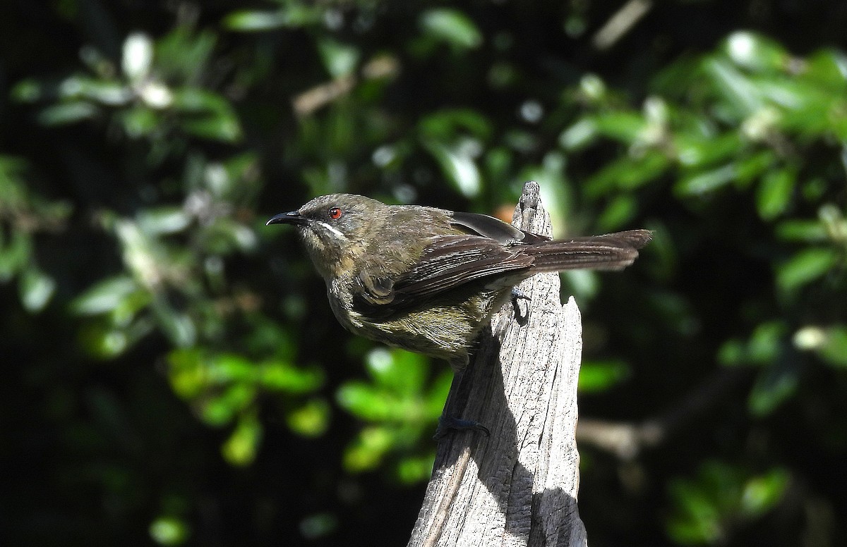 New Zealand Bellbird - ML646313442