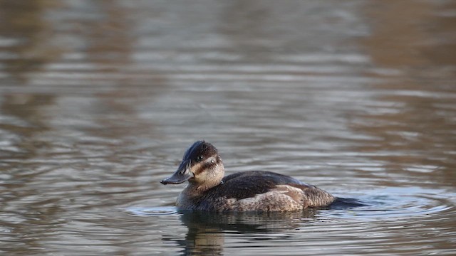 Amerika Dikkuyruğu - ML646313443