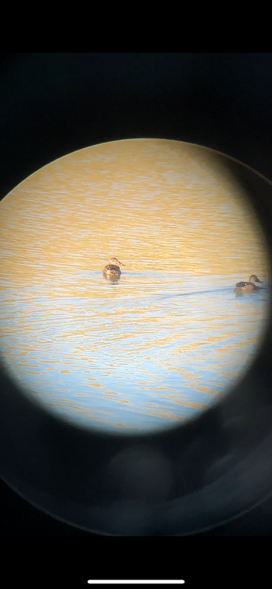 Northern Shoveler - ML646313445