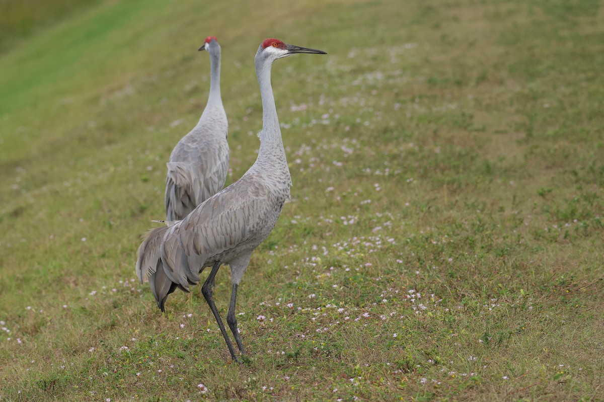 Sandhill Crane - ML646313446