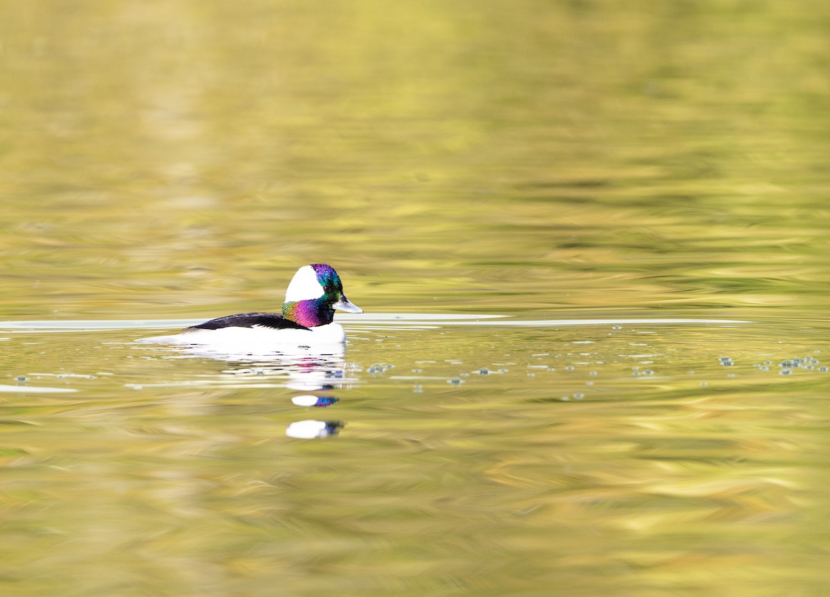 Büffelkopfente - ML646313447