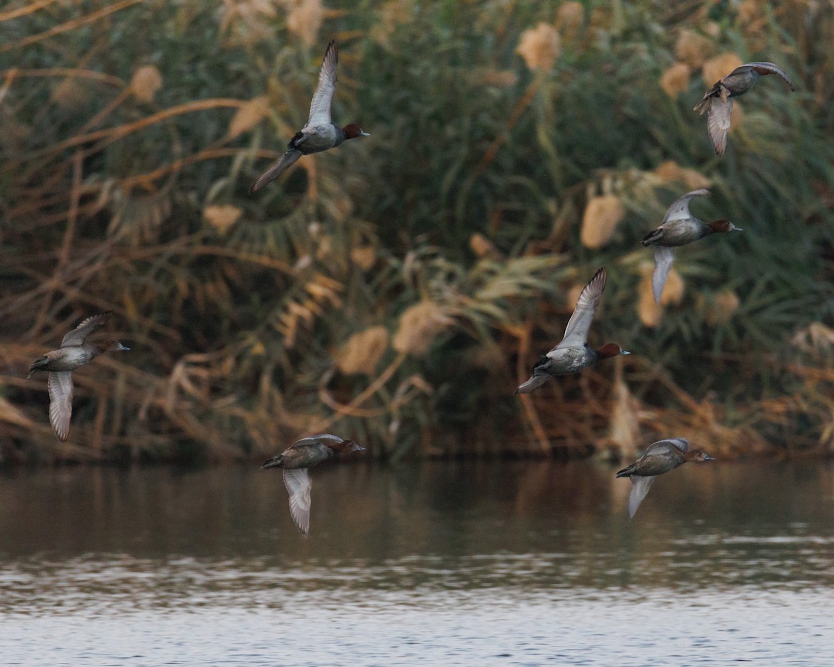 Common Pochard - ML646313448