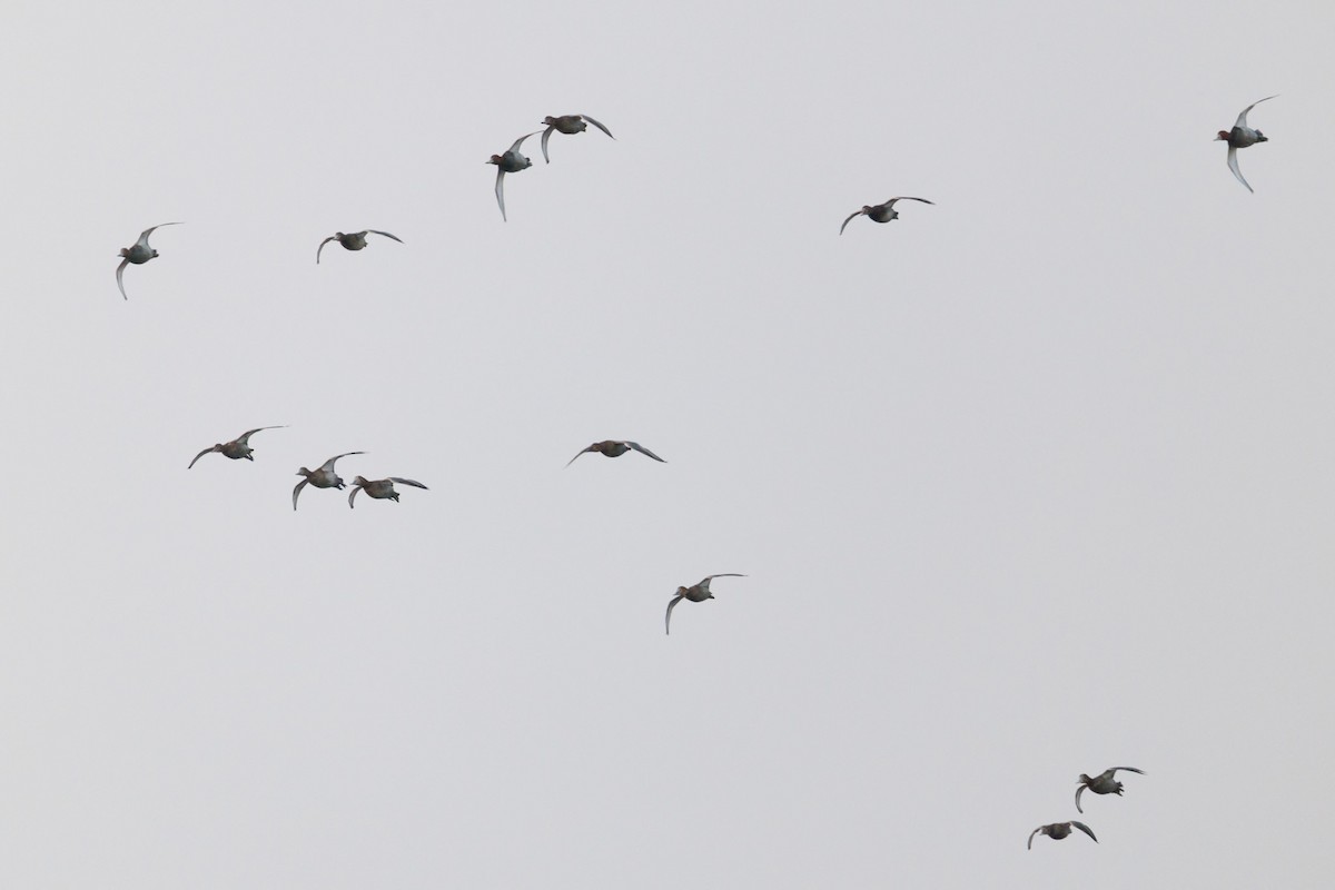 Common Pochard - ML646313449
