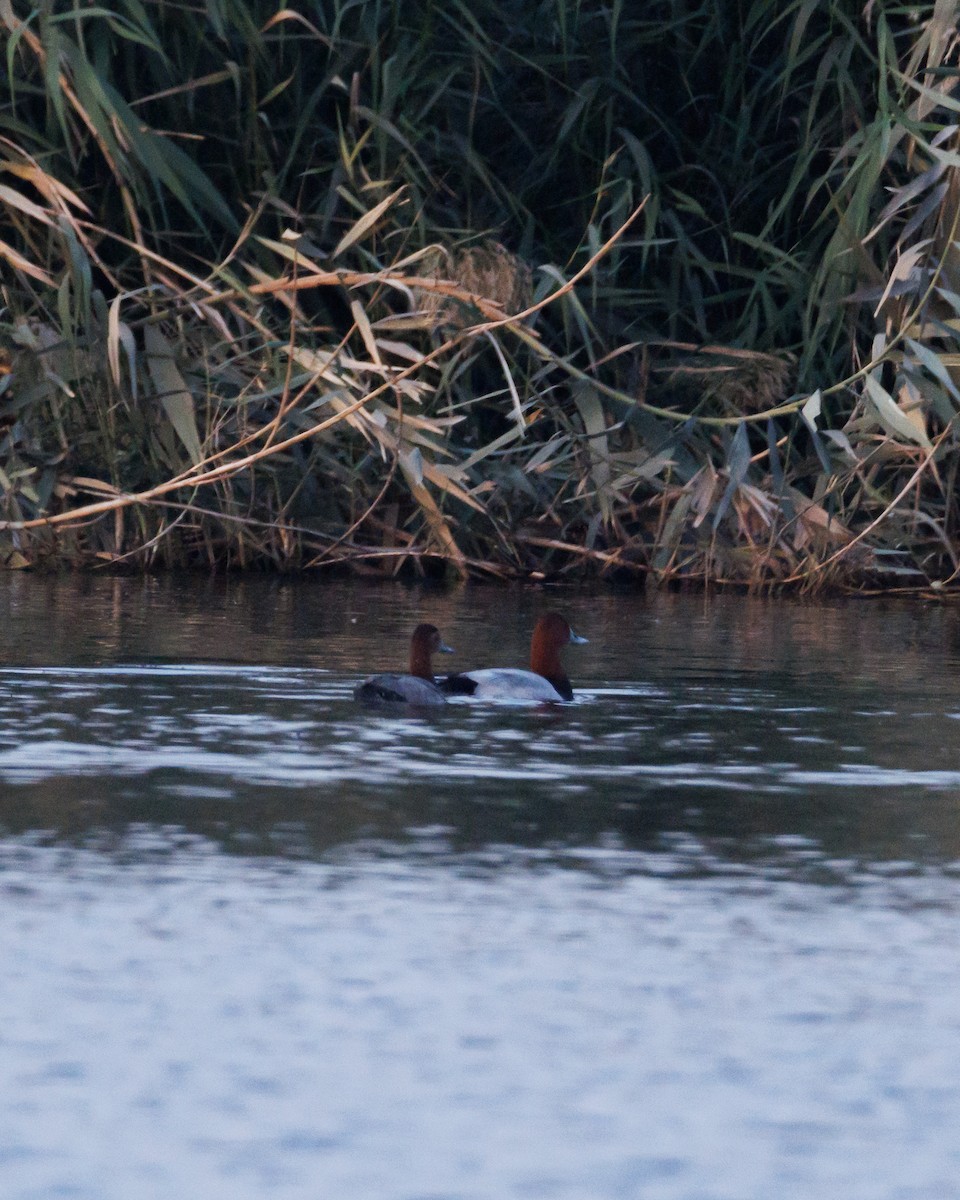 Common Pochard - ML646313450