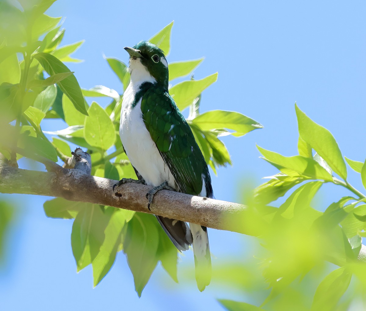 Klaas's Cuckoo - ML646313451