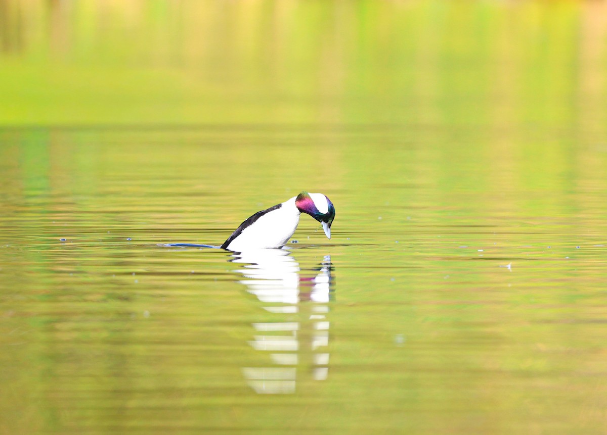 Büffelkopfente - ML646313452