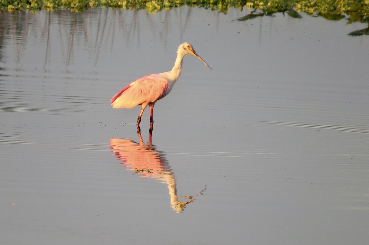 Roseate Spoonbill - ML646313454