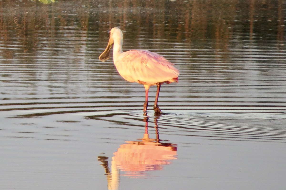 Roseate Spoonbill - ML646313455