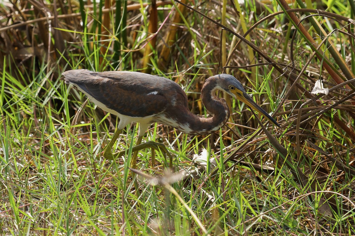 Tricolored Heron - ML646313456