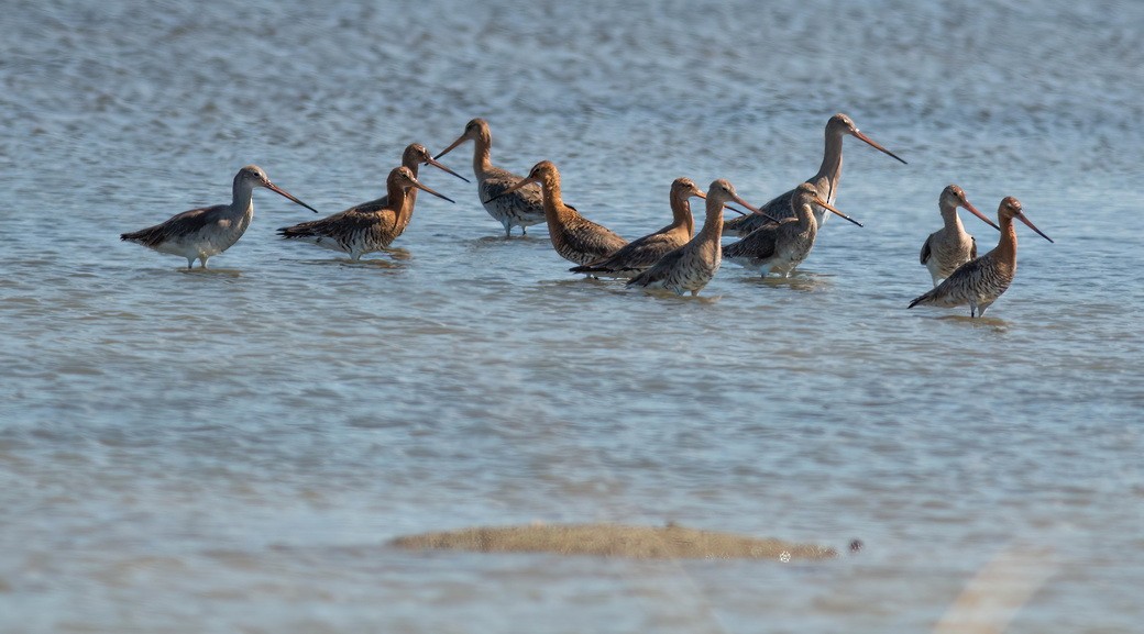 Black-tailed Godwit - ML646313457