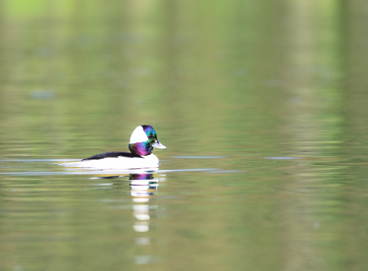 Büffelkopfente - ML646313458