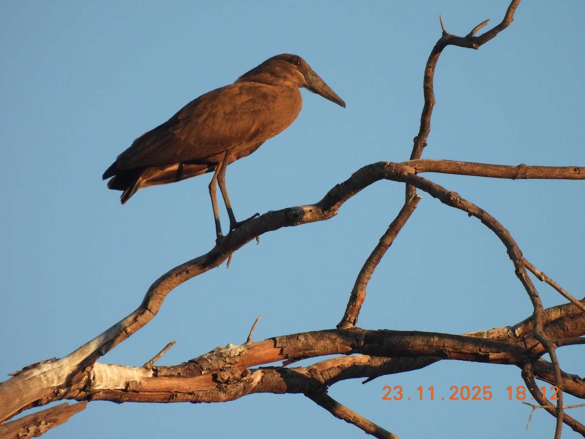 Hamerkop - ML646313459