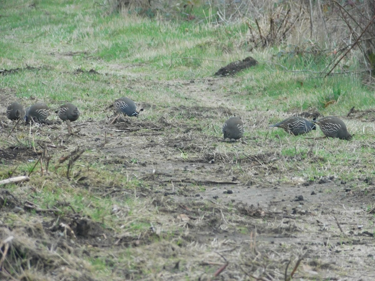 California Quail - ML646313460