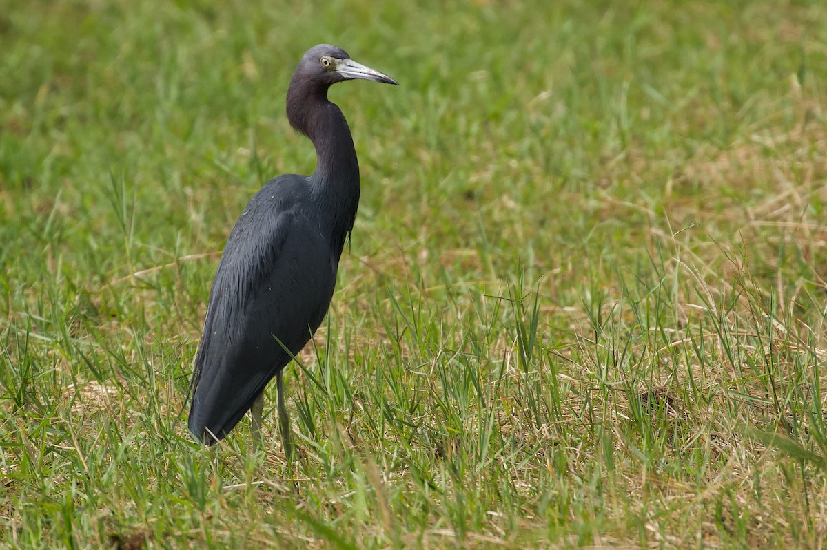 Little Blue Heron - ML646313461