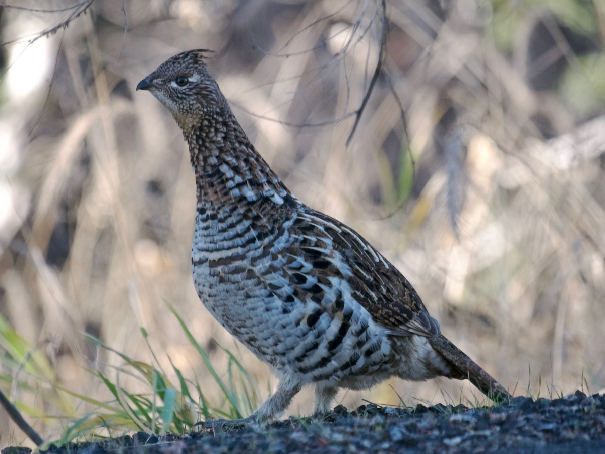 Ruffed Grouse - ML646313463