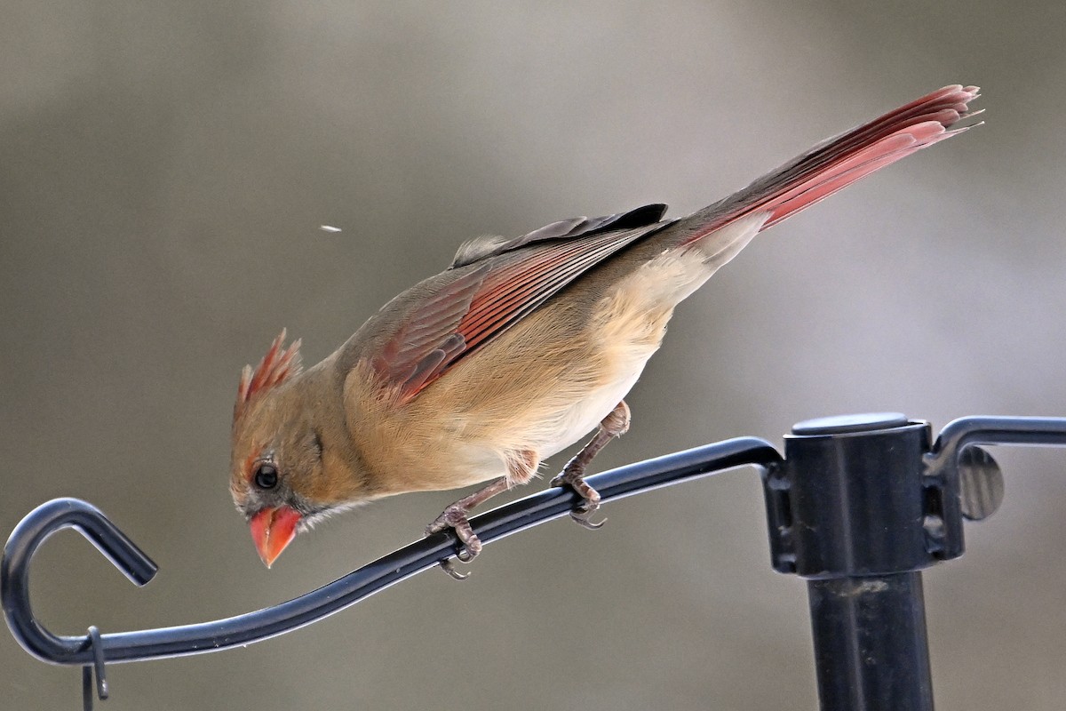 Northern Cardinal - ML646313467