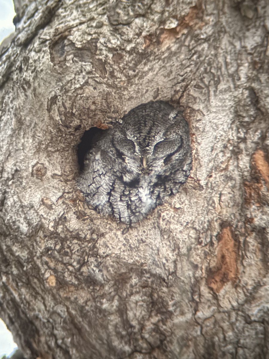 Eastern Screech-Owl - ML646313472