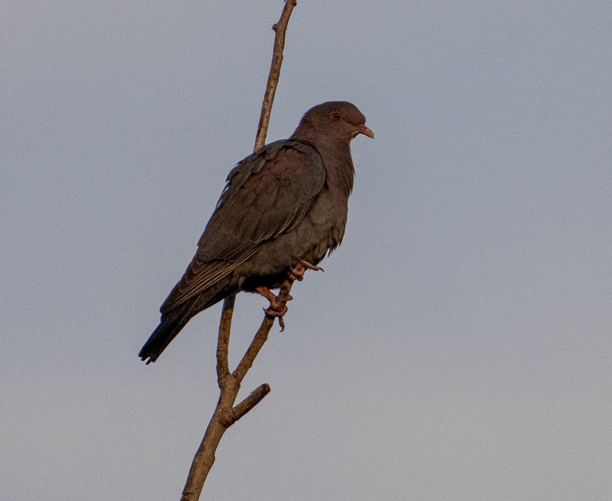 Red-billed Pigeon - ML646313473