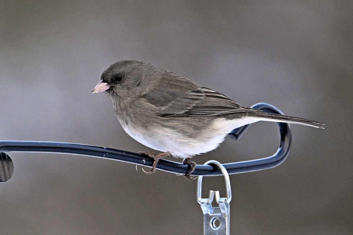 Dark-eyed Junco - ML646313474