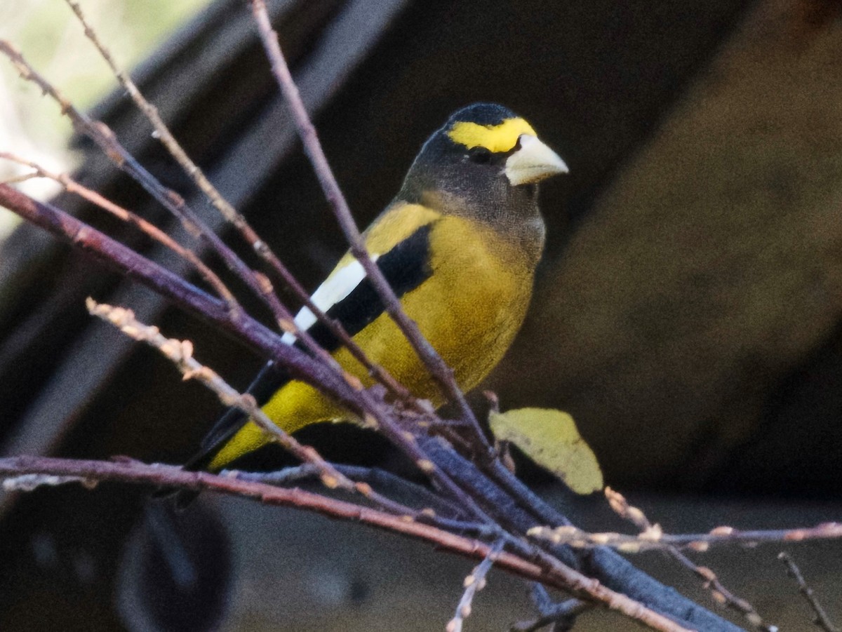 Evening Grosbeak - ML646313477