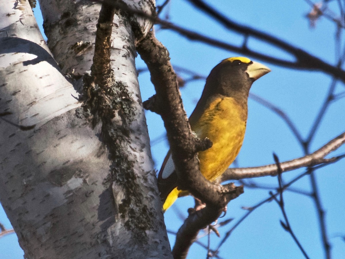 Evening Grosbeak - ML646313478
