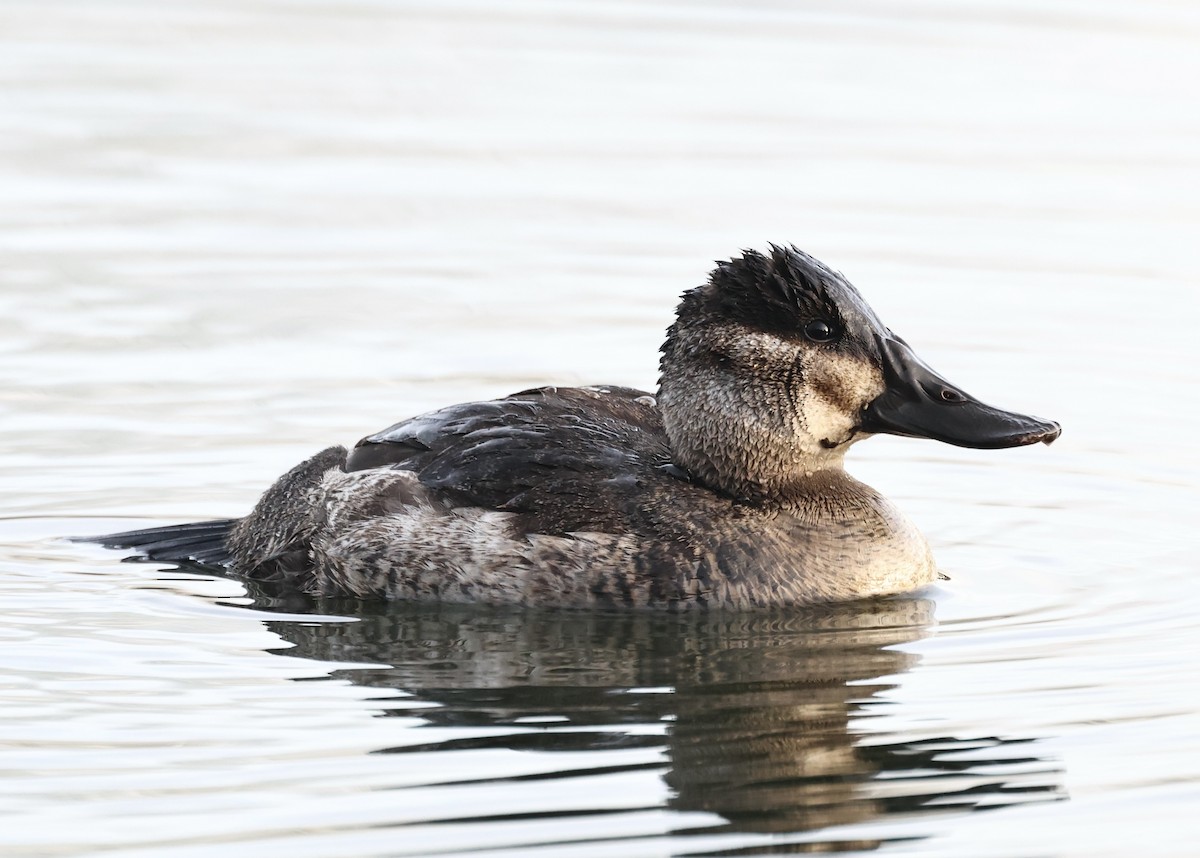 צחראש אדמוני - ML646313479
