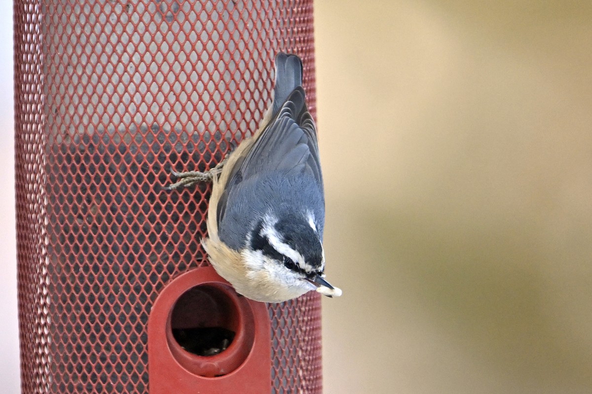 Red-breasted Nuthatch - ML646313482