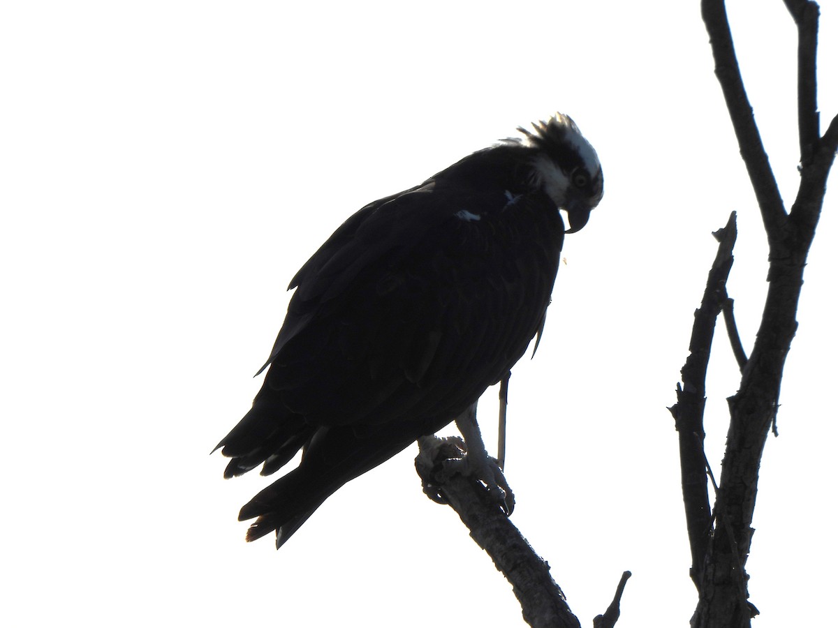 Osprey (American) - ML646313483