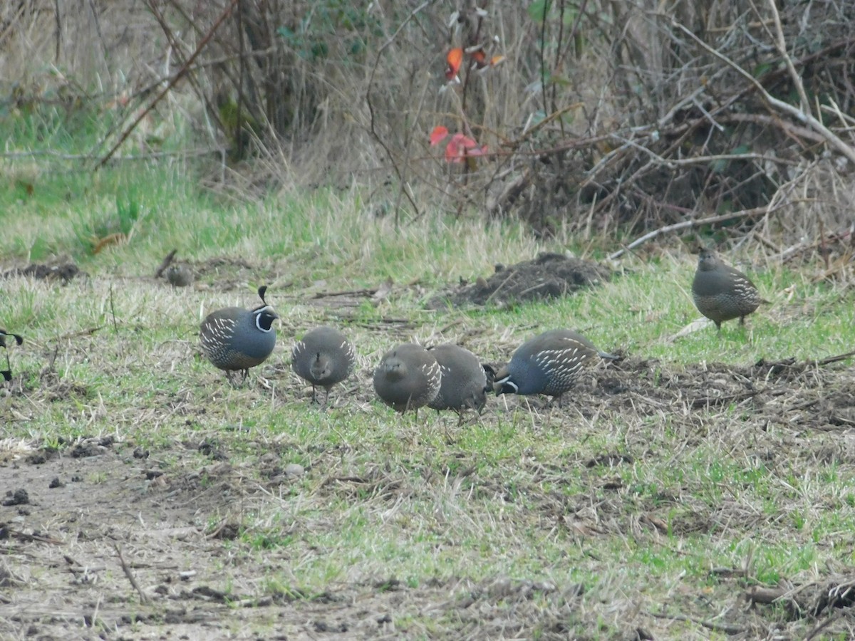 California Quail - ML646313484