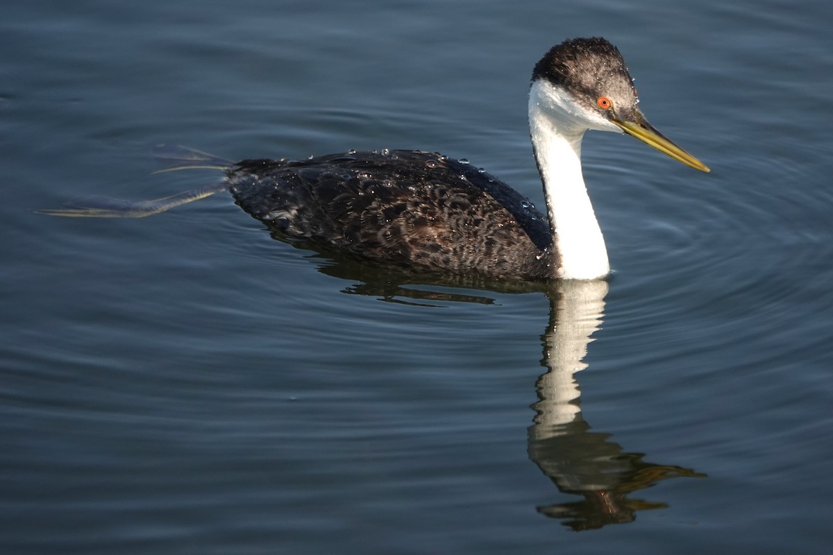Western Grebe - ML646313490