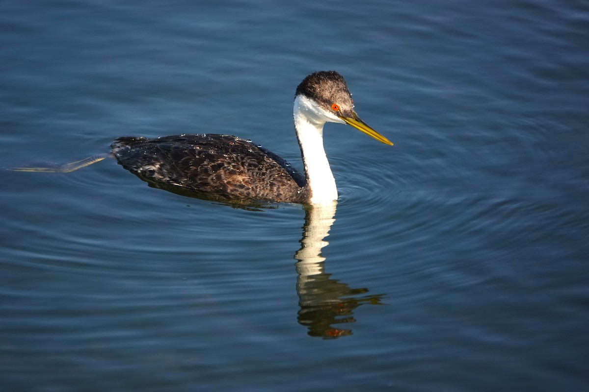 Western Grebe - ML646313491