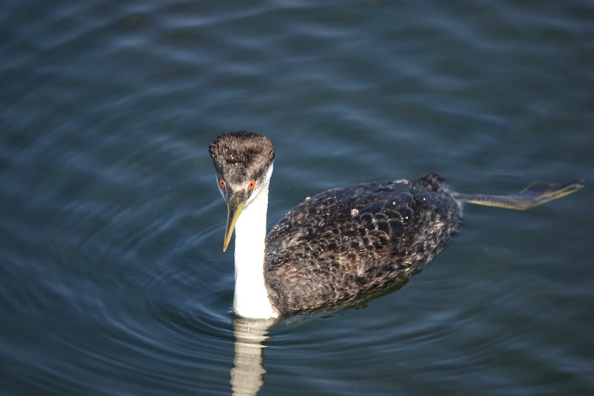 Western Grebe - ML646313492