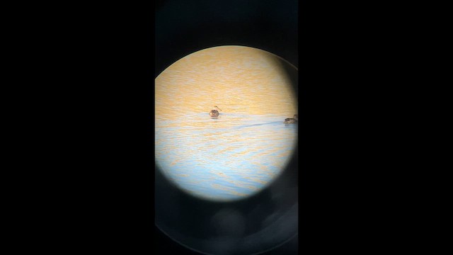 Mestolone - ML646313493