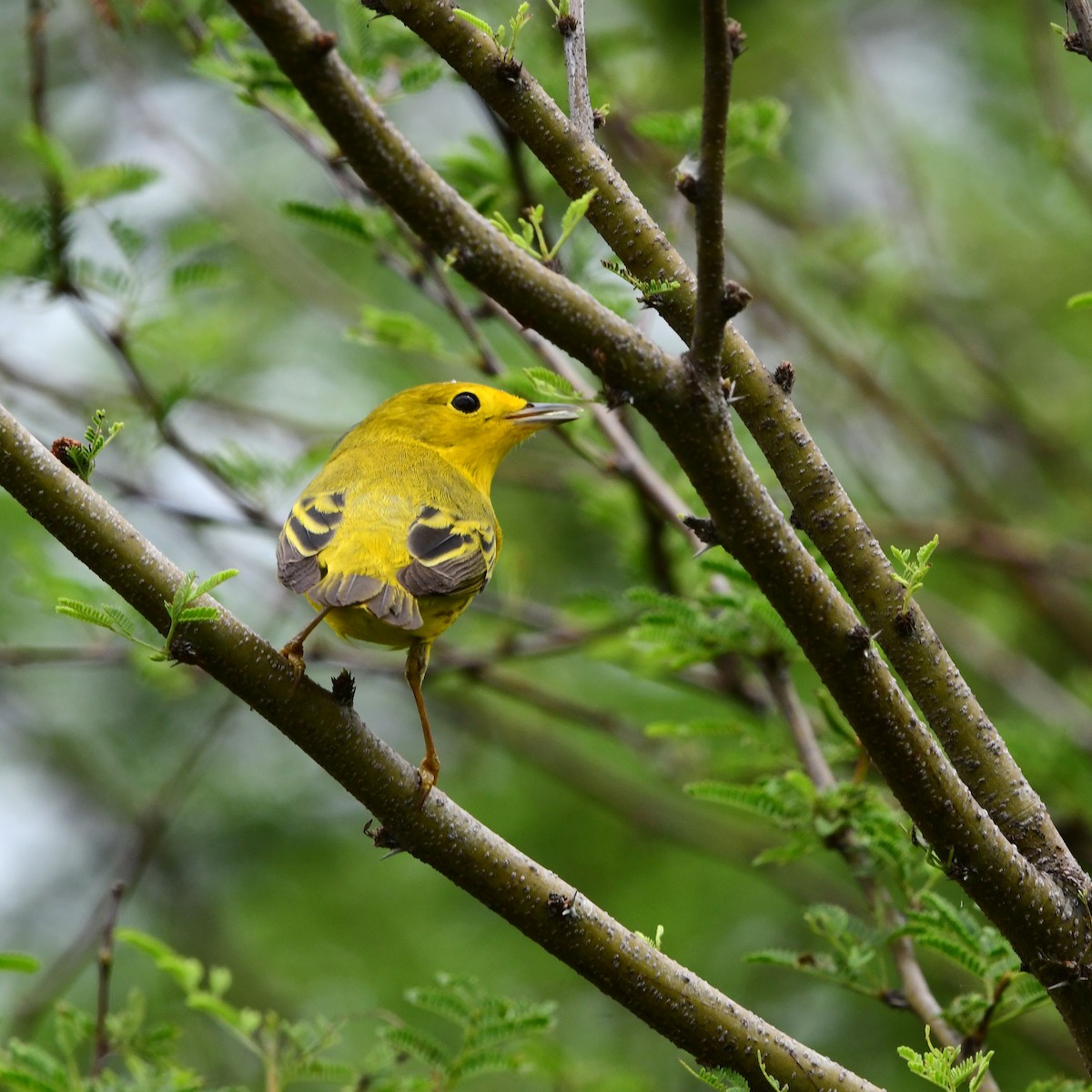 Northern Yellow Warbler - ML646313496