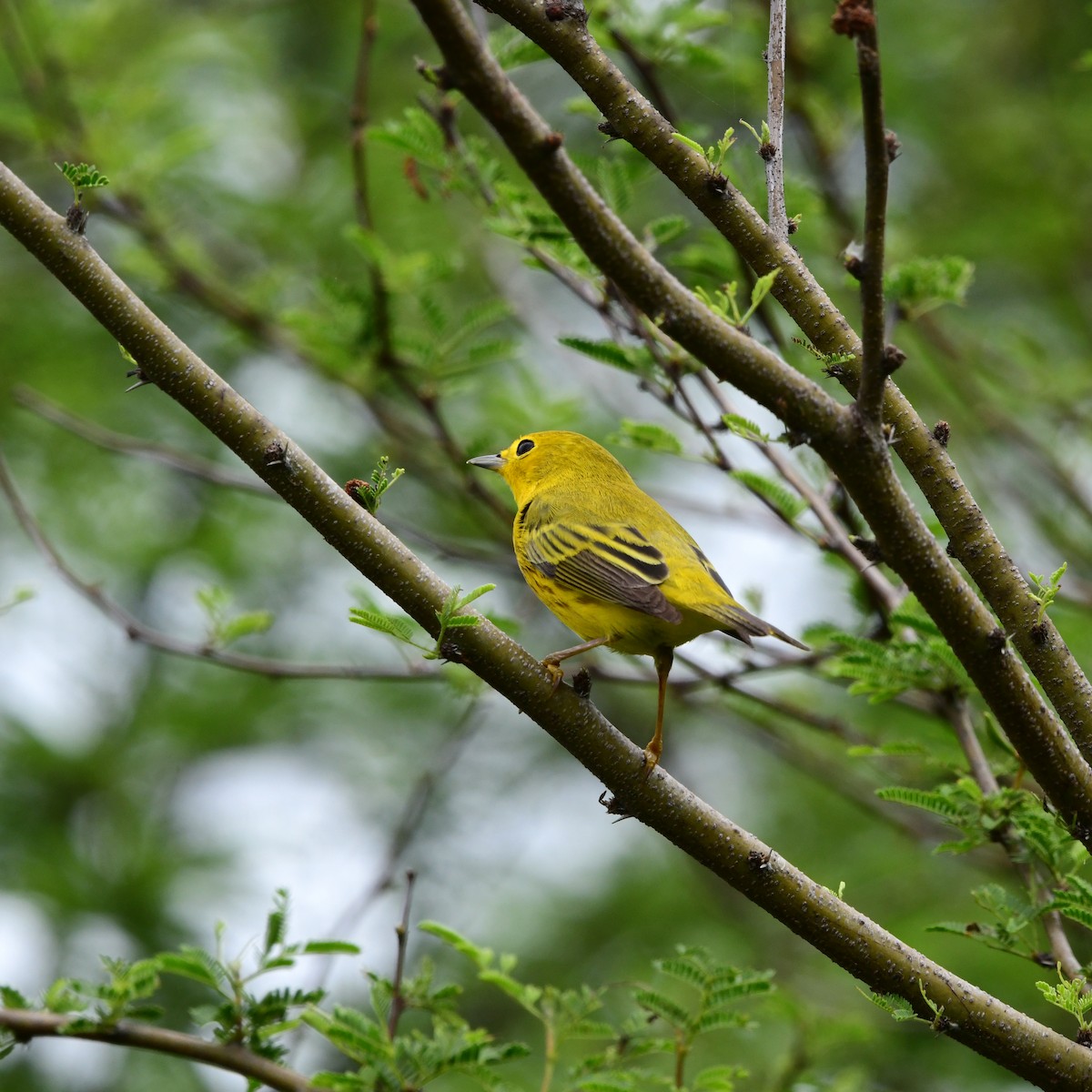 Northern Yellow Warbler - ML646313497