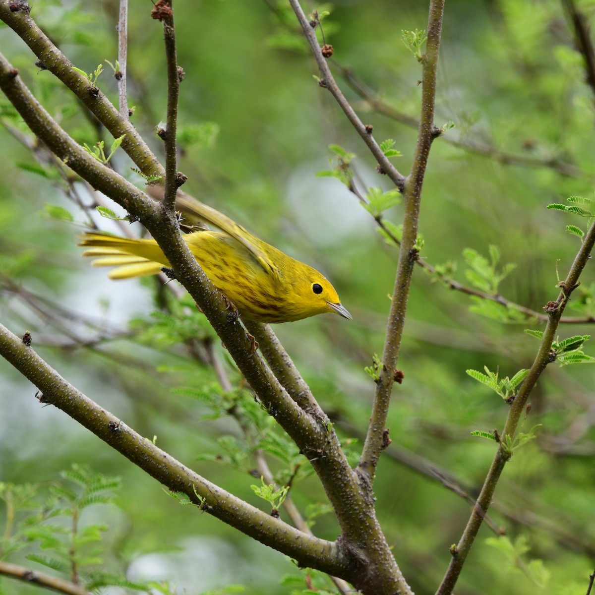 Northern Yellow Warbler - ML646313498