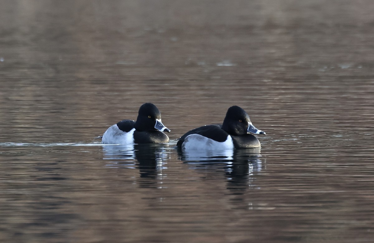 צולל צווארון - ML646313500