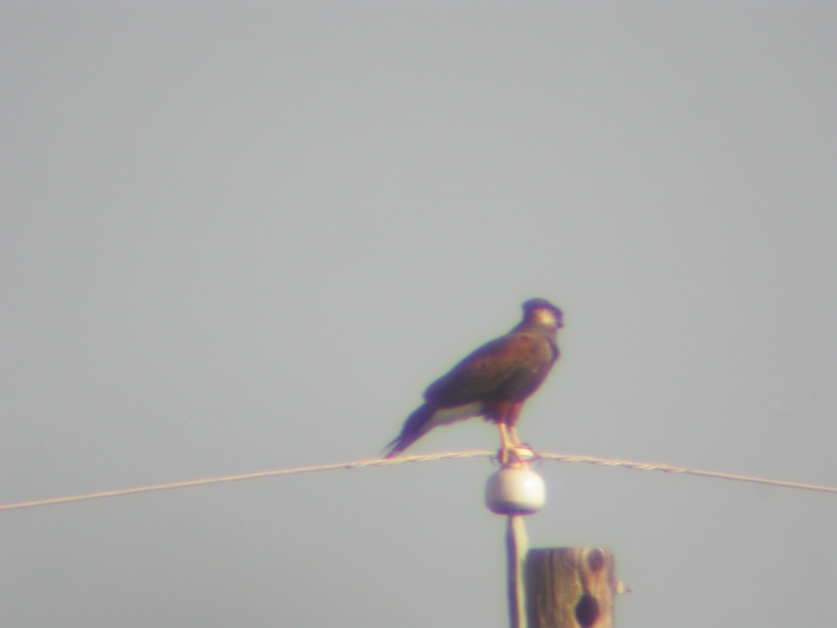 Harris's Hawk - ML646313501
