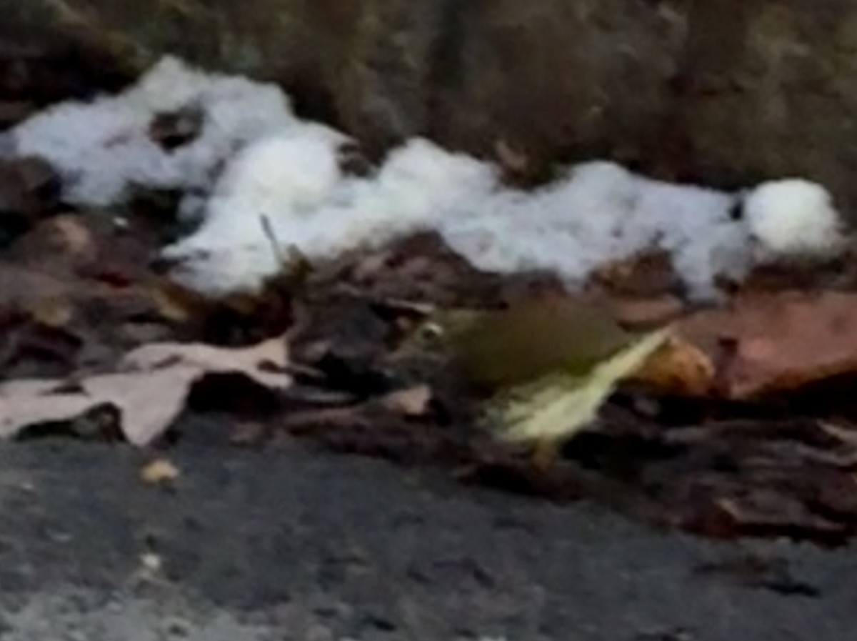 Ovenbird - ML646313502