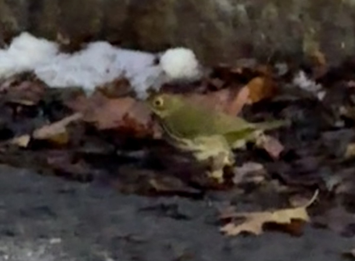 Ovenbird - ML646313503