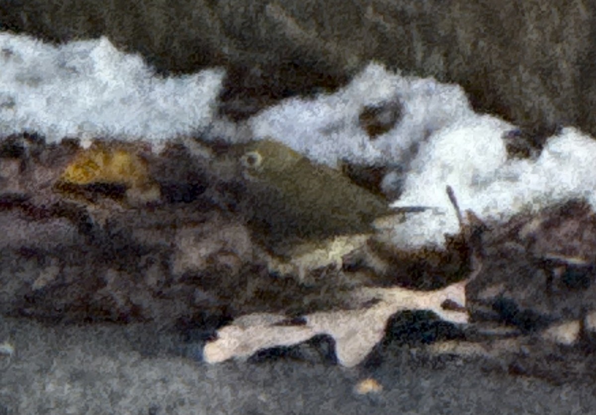 Ovenbird - ML646313504