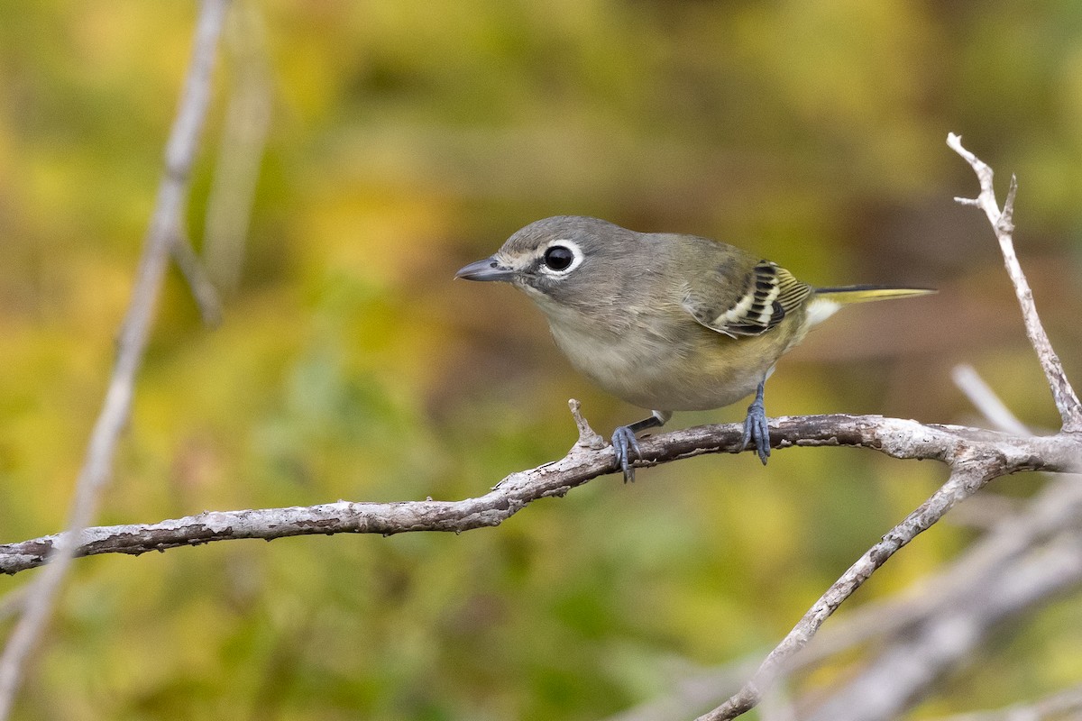 Blue-headed Vireo - ML646313505