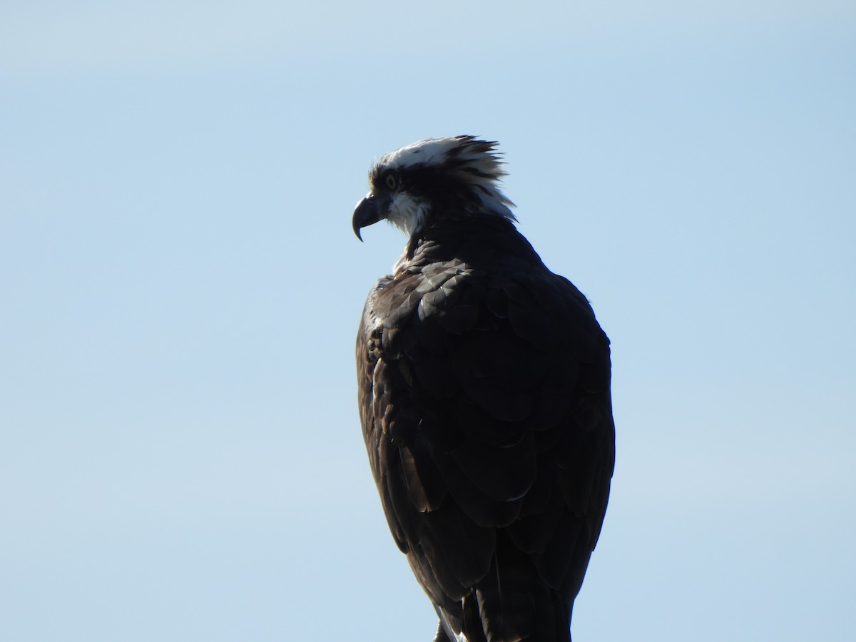 Osprey (American) - ML646313506