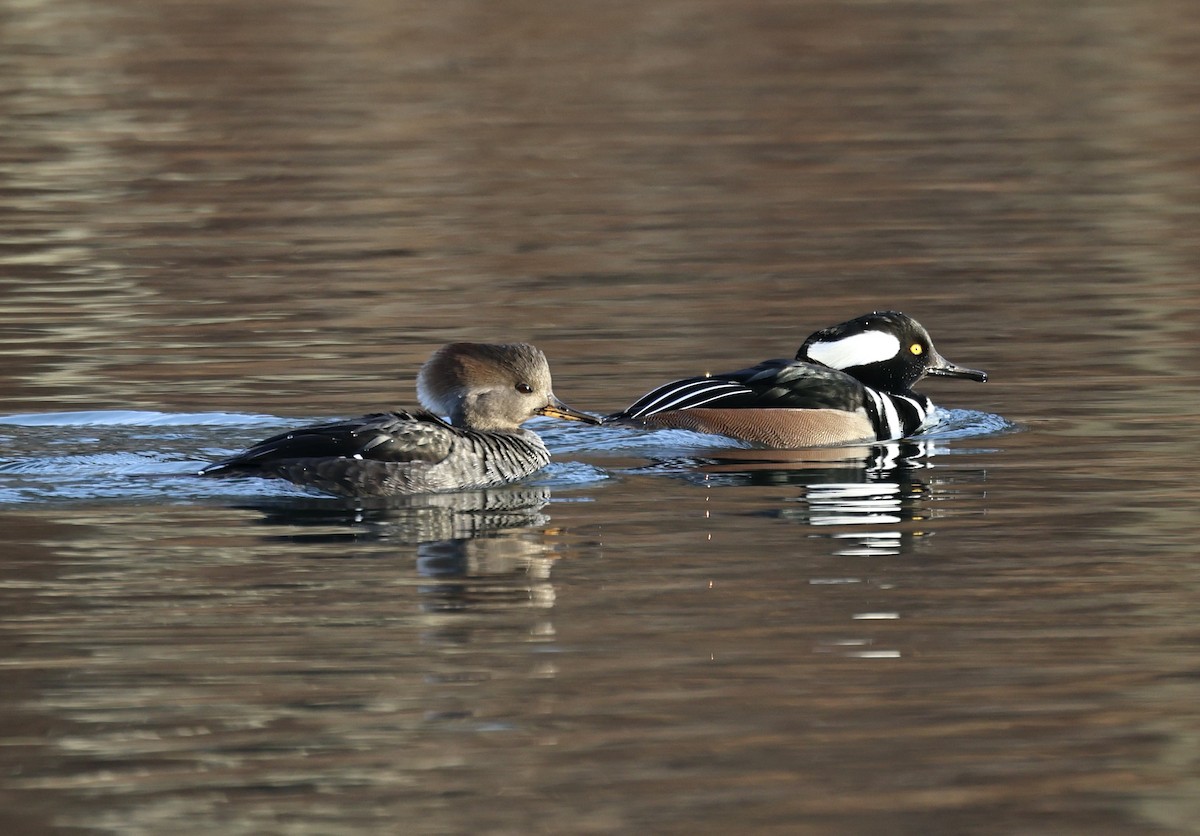 מרגון מקושט - ML646313516