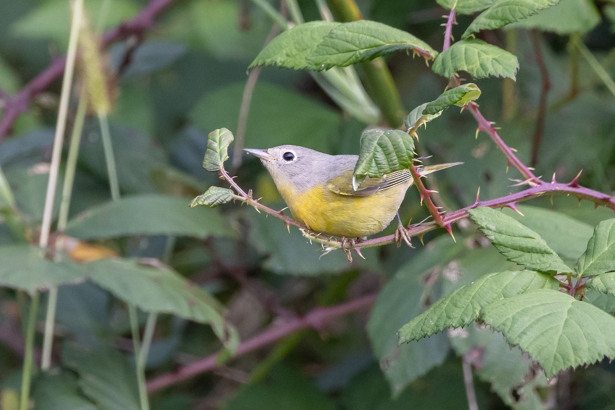 Nashville Warbler - ML646313518
