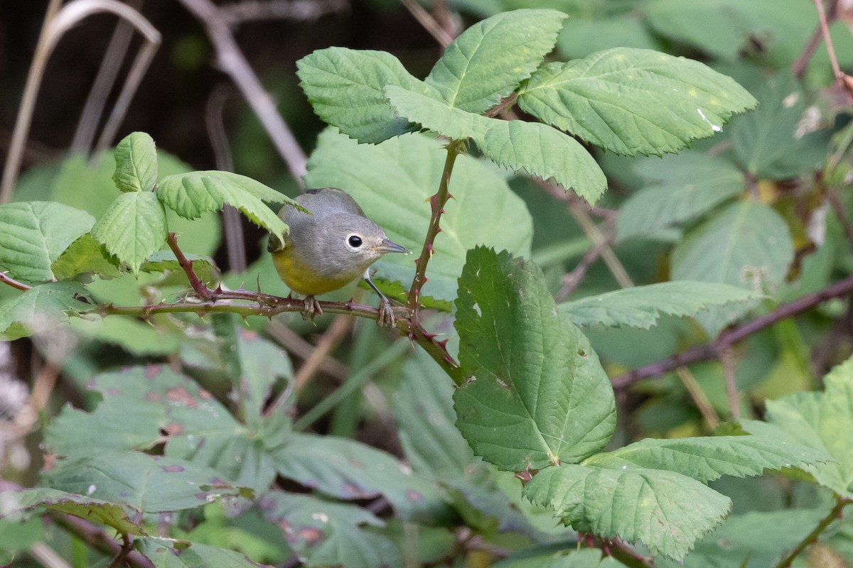 Nashville Warbler - ML646313519