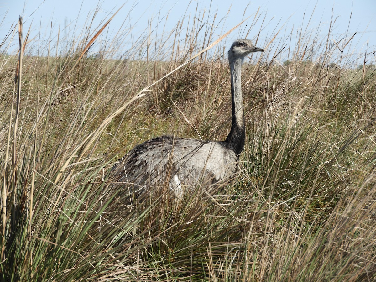 Greater Rhea - ML646313520