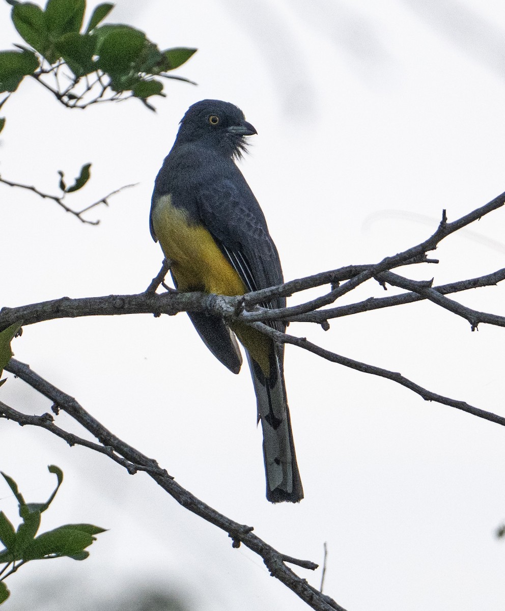 Graukopftrogon - ML646313530